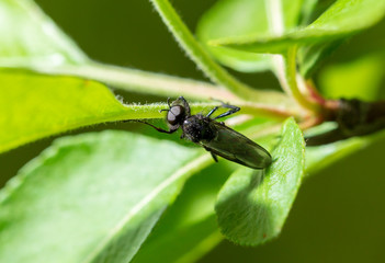 Black wasp on the leaves of trees in spring