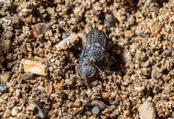 Black beetle on the ground