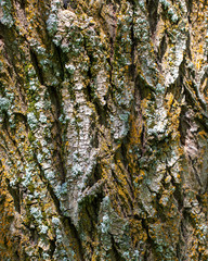 Tree bark as abstract background