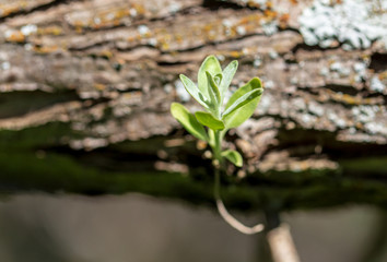 Small green leaves on a tree in spring