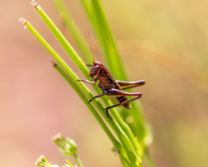 Grasshopper in nature in spring