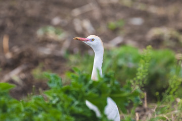 A cattle egret looks around