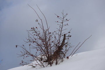 Fototapeta na wymiar Shot of tree in the nature winter season