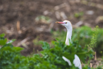 A cattle egret looks around