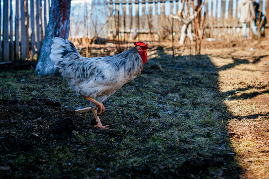 Cock. Fighting rooster. Walking in the countryside.