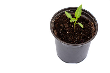 Close up of chili plant on the dark pot isolated on white background with copy space for texting or wording.  