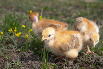 yellow chicks on a grass field or lawn for a design and decoration concept