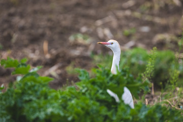 A cattle egret looks around