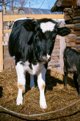 A black and white cow living on a farm.