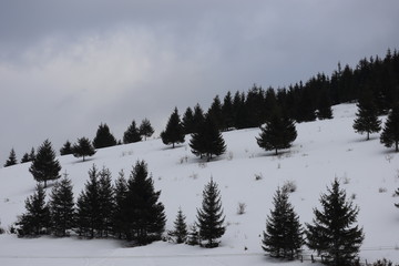 Mountain winter landscape of snowed forest