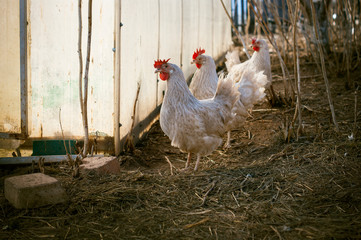Homemade chicken. Walking in the countryside.