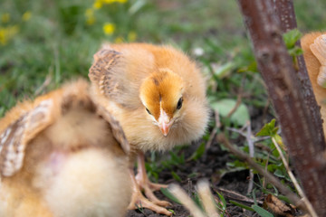 Little chicken, yellow chickens on the grass. Rearing small chickens. Poultry farming.