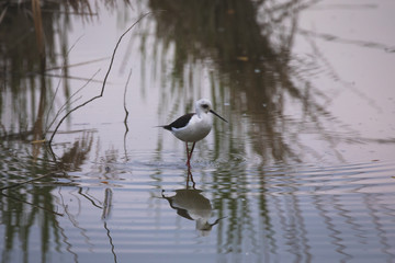 Winged stilts in a protected nature reserve