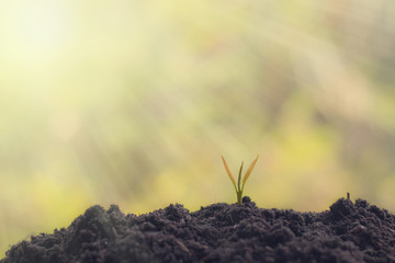 Plant a tree Natural tree Green background seedlings in nature.