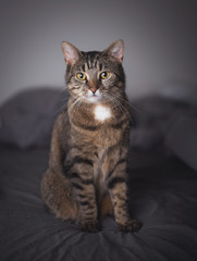 tabby domestic shorthair cat sitting on the bed looking at camera