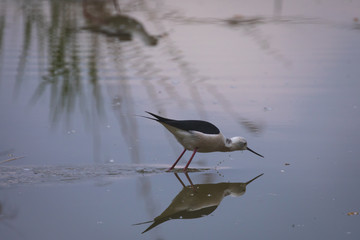Winged stilts in a protected nature reserve