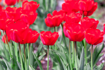 Fototapeta premium Group of colorful tulip. colorful background
