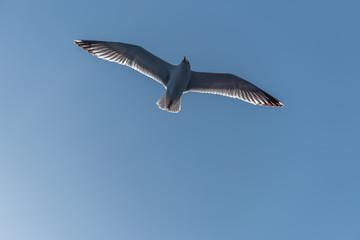 Seagull with Wings Spread Flying in a Clear Blue Sky