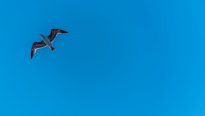 Seagull with Wings Spread Flying in a Clear Blue Sky