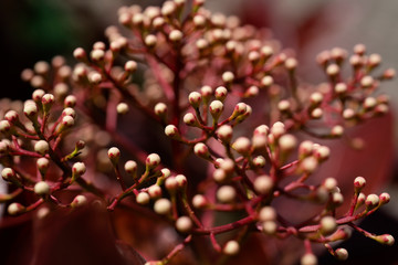 A hedge of sweet viburnum