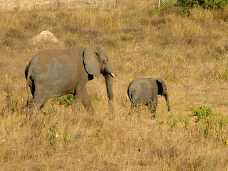 Fototapeta premium Botswana, Africa, Safari