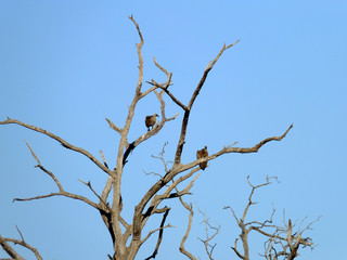 Botswana, Africa, Safari