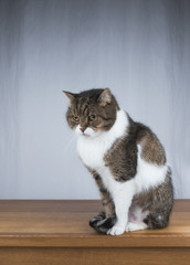 tabby british shorthair cat sitting on a wooden bench looking a bit cranky