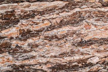 texture of bark of Pine tree