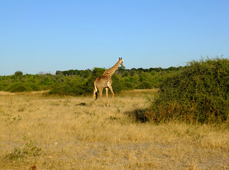 Botswana, Africa, Safari