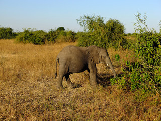 Fototapeta na wymiar Botswana, Africa, Safari