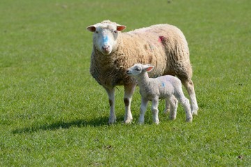 Cautious ewe keeping her lamb  whilst she eyes the camera