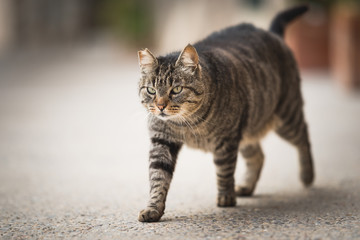 tabby feral cat with notched ear walking along sidewalk © furryfritz