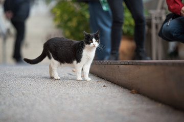 black and white domestic shorthair cat standing between tourists