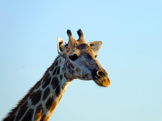 Botswana, Africa, Safari