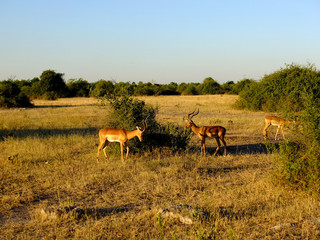Botswana, Africa, Safari