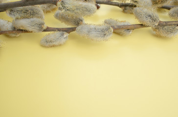 Willow branches on a yellow background copy space from below