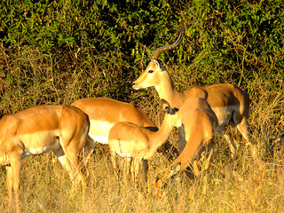 Botswana, Africa, Safari