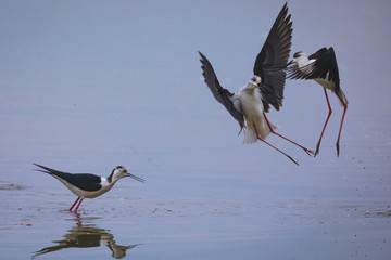 Winged stilts in a protected nature reserve