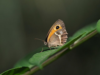 Spanish Gatekeeper butterfly on top of a leaf, near the town of Almansa, Spain