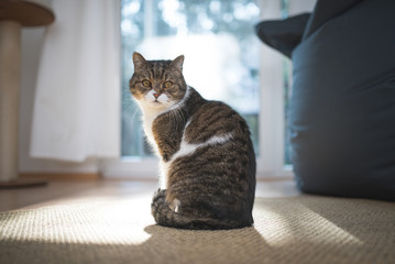 tabby british shorthair cat standing in front of window looking back over shoulder