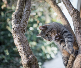 tabby domestic shorthair cat climbing down a tree in front of wall covered with ivy