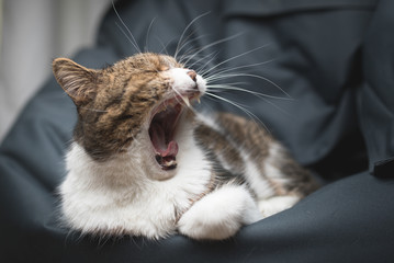 tabby british shorthair cat yawning on a bean bag