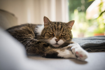 tabby british shorthair cat relaxing on the sofa looking at camera