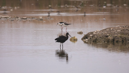 Glossy ibis in a protected natural reserve