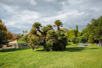The palm tree in sun lights. Southern plants outdoors. Nature photo. Green lawn in the park.