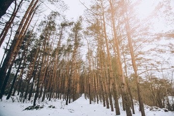 Winter photo of a wood with pine trees. Natural image from the spruce forest. Snowy weather.