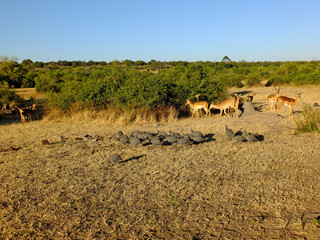 Botswana, Africa, Safari