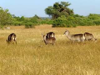 Botswana, Africa, Safari