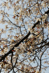 cherry trees in amano-hashidate (japan)