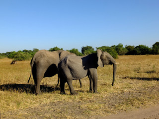 Fototapeta premium Botswana, Africa, Safari